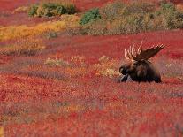 Bull Moose in Denali National Park, Alaska, USA-Dee Ann Pederson-Framed Photographic Print