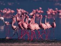 Lesser Flamingo, Kenya-Dee Ann Pederson-Photographic Print