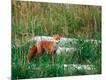 Photographic Print