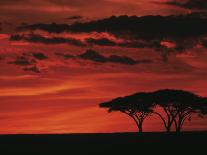 Sunset on Acacia Tree, Serengeti, Tanzania-Dee Ann Pederson-Photographic Print