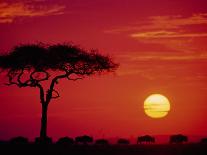 Sunset on Acacia Tree, Serengeti, Tanzania-Dee Ann Pederson-Photographic Print