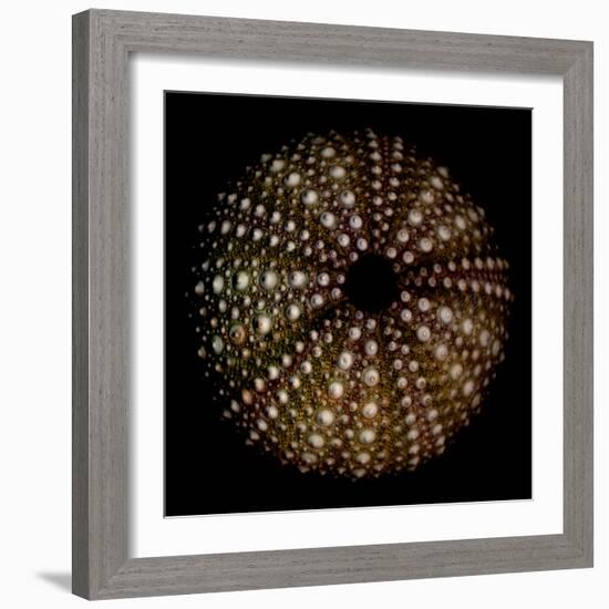 Deep 1: Brown Sea Urchin-Doris Mitsch-Framed Photographic Print