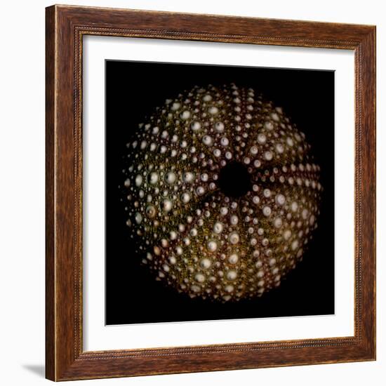 Deep 1: Brown Sea Urchin-Doris Mitsch-Framed Photographic Print