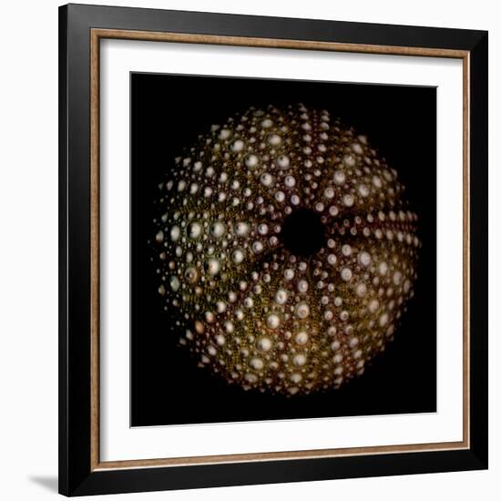 Deep 1: Brown Sea Urchin-Doris Mitsch-Framed Photographic Print