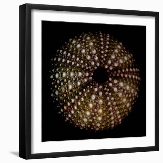 Deep 1: Brown Sea Urchin-Doris Mitsch-Framed Photographic Print