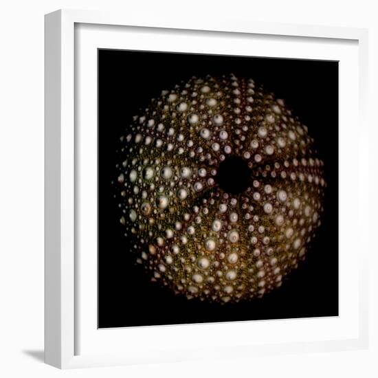 Deep 1: Brown Sea Urchin-Doris Mitsch-Framed Photographic Print