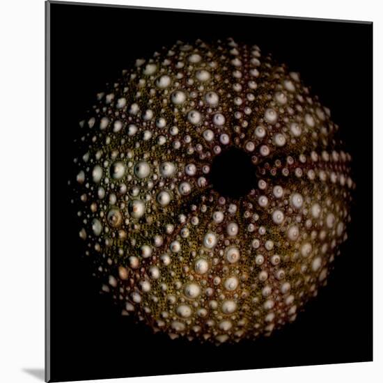 Deep 1: Brown Sea Urchin-Doris Mitsch-Mounted Photographic Print