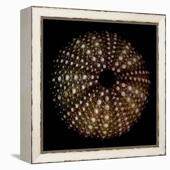 Deep 1: Brown Sea Urchin-Doris Mitsch-Framed Premier Image Canvas