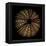 Deep 1: Brown Sea Urchin-Doris Mitsch-Framed Premier Image Canvas