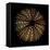 Deep 1: Brown Sea Urchin-Doris Mitsch-Framed Premier Image Canvas