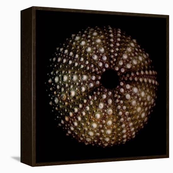 Deep 1: Brown Sea Urchin-Doris Mitsch-Framed Premier Image Canvas