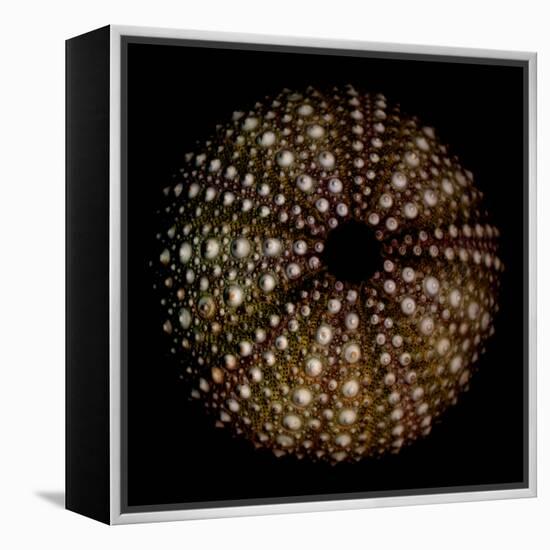 Deep 1: Brown Sea Urchin-Doris Mitsch-Framed Premier Image Canvas