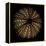 Deep 1: Brown Sea Urchin-Doris Mitsch-Framed Premier Image Canvas