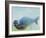 Deep, 2003-Mark Adlington-Framed Giclee Print