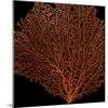 Deep 4: Red Fan Coral-Doris Mitsch-Mounted Photographic Print