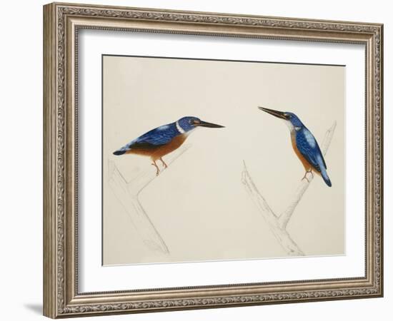 Deep Blue Kingfisher-J. Briois-Framed Giclee Print