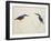 Deep Blue Kingfisher-J. Briois-Framed Giclee Print