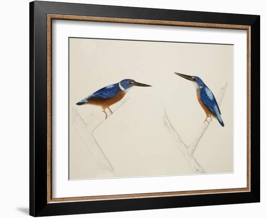 Deep Blue Kingfisher-J. Briois-Framed Giclee Print