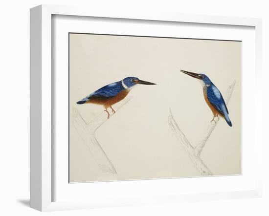 Deep Blue Kingfisher-J. Briois-Framed Giclee Print