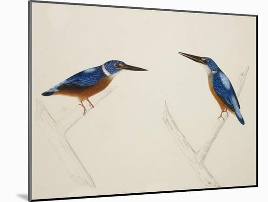 Deep Blue Kingfisher-J. Briois-Mounted Giclee Print