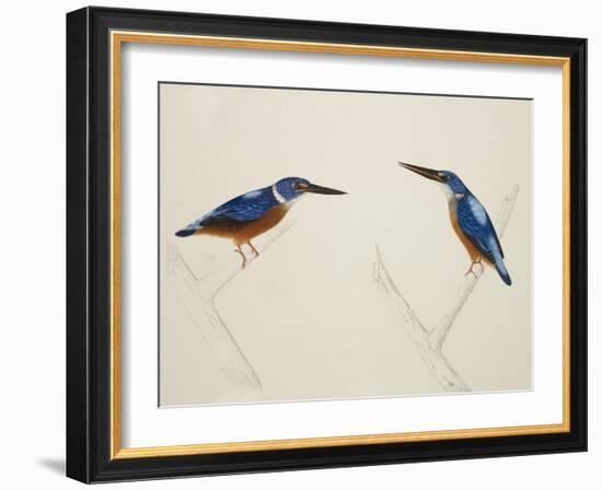 Deep Blue Kingfisher-J. Briois-Framed Giclee Print