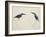 Deep Blue Kingfisher-J. Briois-Framed Giclee Print