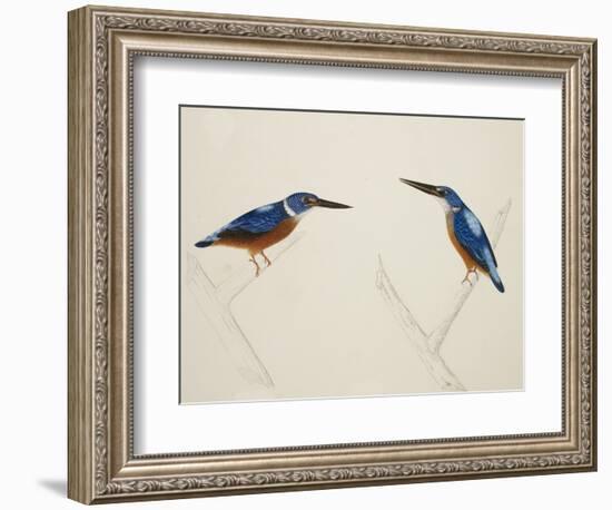 Deep Blue Kingfisher-J. Briois-Framed Giclee Print