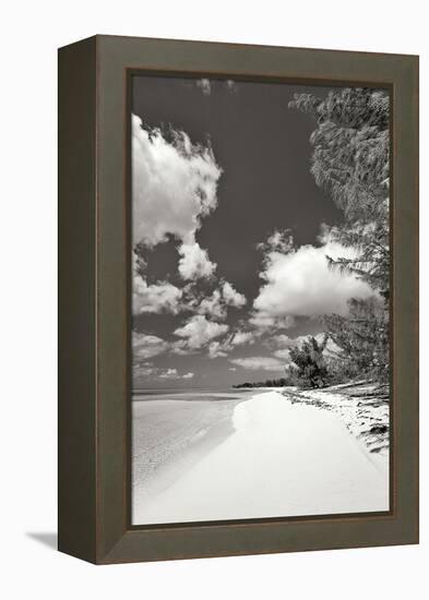 Deep Creek Tree BW-Larry Malvin-Framed Premier Image Canvas