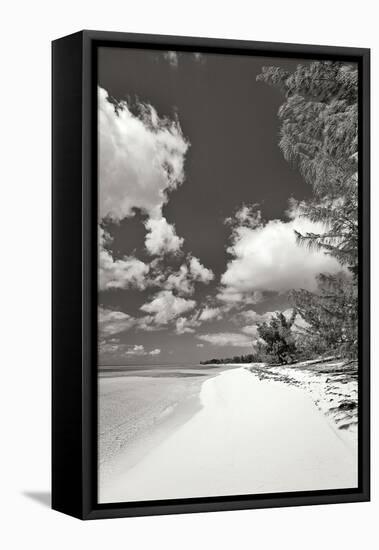 Deep Creek Tree BW-Larry Malvin-Framed Premier Image Canvas