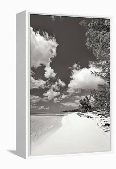 Deep Creek Tree BW-Larry Malvin-Framed Premier Image Canvas