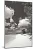 Deep Creek Tree BW-Larry Malvin-Mounted Photographic Print