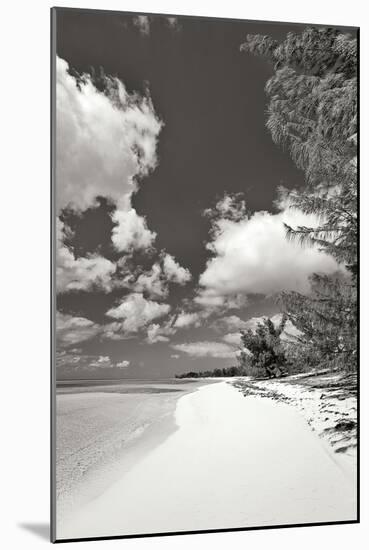 Deep Creek Tree BW-Larry Malvin-Mounted Photographic Print