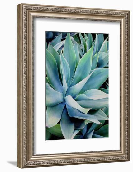 Deep Dive II-Elizabeth Urquhart-Framed Photographic Print