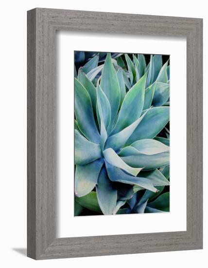 Deep Dive II-Elizabeth Urquhart-Framed Photographic Print