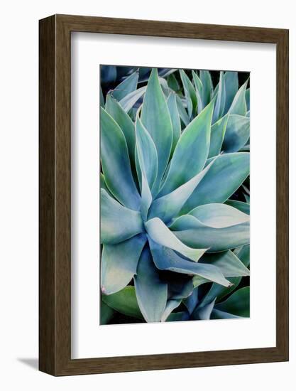 Deep Dive II-Elizabeth Urquhart-Framed Photographic Print