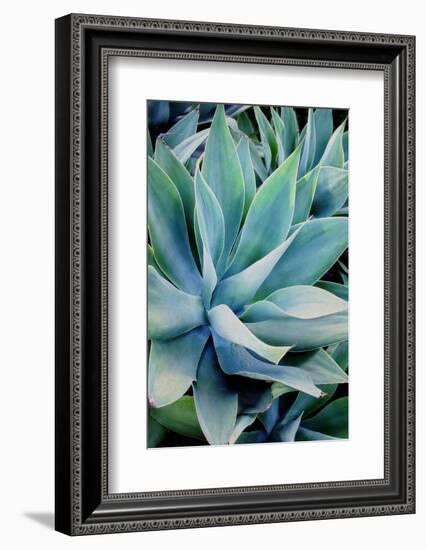 Deep Dive II-Elizabeth Urquhart-Framed Photographic Print