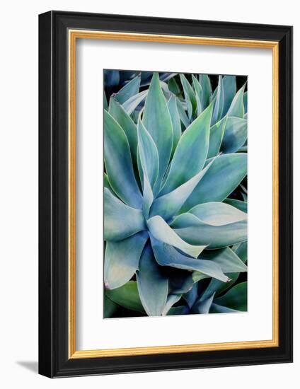 Deep Dive II-Elizabeth Urquhart-Framed Photo