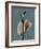 Deep Flora 1-Albert Koetsier-Framed Premium Giclee Print