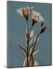 Deep Flora 2-Albert Koetsier-Mounted Premium Giclee Print
