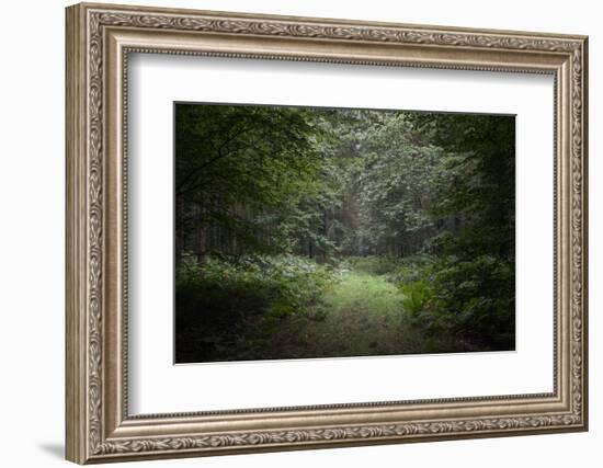 Deep Forest-Philippe Manguin-Framed Photographic Print