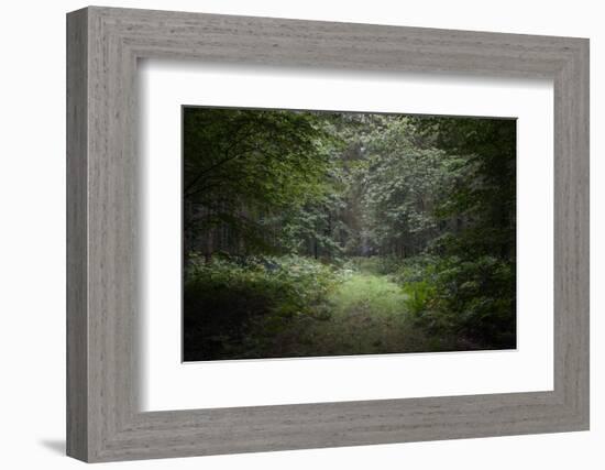 Deep Forest-Philippe Manguin-Framed Photographic Print