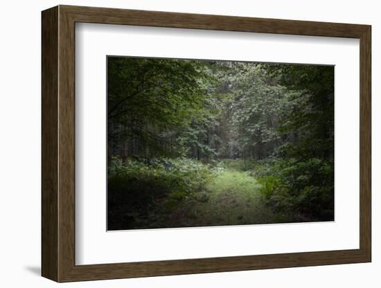 Deep Forest-Philippe Manguin-Framed Photographic Print