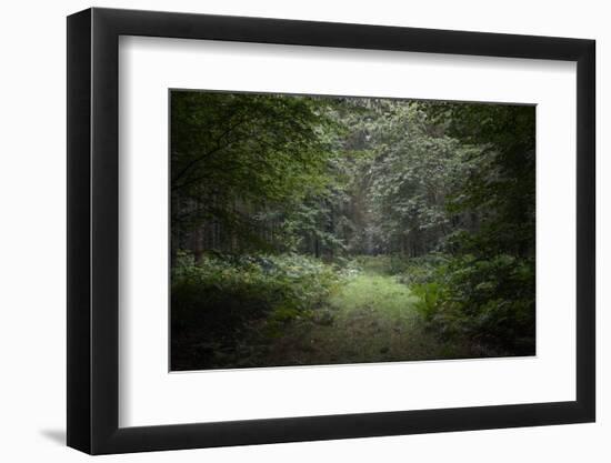 Deep Forest-Philippe Manguin-Framed Photographic Print