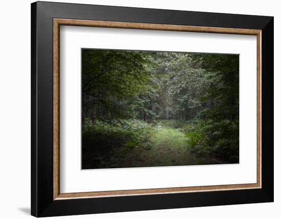 Deep Forest-Philippe Manguin-Framed Photographic Print