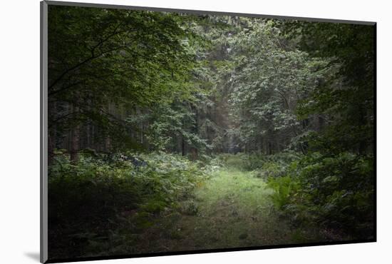 Deep Forest-Philippe Manguin-Mounted Photographic Print
