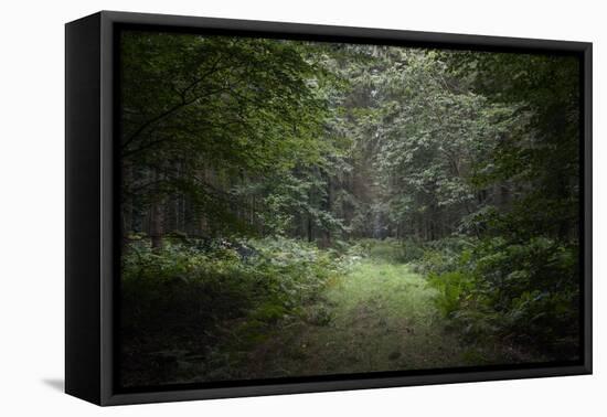 Deep Forest-Philippe Manguin-Framed Premier Image Canvas