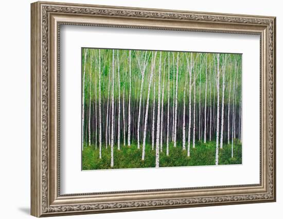 Deep Forest-Herb Dickinson-Framed Photographic Print