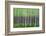 Deep Forest-Herb Dickinson-Framed Photographic Print