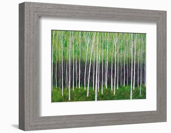 Deep Forest-Herb Dickinson-Framed Photographic Print