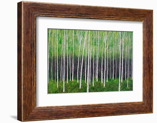 Deep Forest-Herb Dickinson-Framed Photographic Print